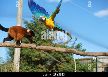 Gelber Ara fliegt über einem Affen auf einem Ast. Lustiges Foto Stockfoto