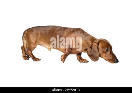 Kurzer roter Dachshund Hund, Jagdhund, isoliert auf weißem Hintergrund Stockfoto