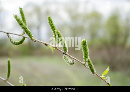 Willow-Salix Stockfoto