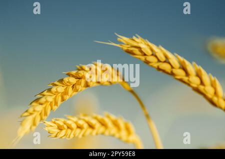 Vor dem Hintergrund der Reifeohren des gelben Weizenfeldes am Himmelshintergrund. Kopieren Sie die untergehenden Sonnenstrahlen am Horizont auf der ländlichen Wiese Nahaufnahme der Natur Foto-Idee einer reichen Ernte Stockfoto