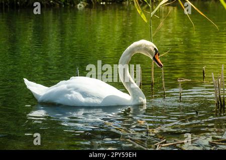 Weißer Schwanentaucher. Schließen Sie sich mit seinem Kopf unter Wasser an den weißen Schwan Stockfoto