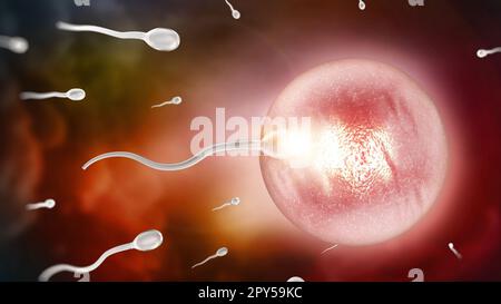 Spermien und Eizellen. Fertilisation - ein neues Konzept. 3D Abbildung. Stockfoto