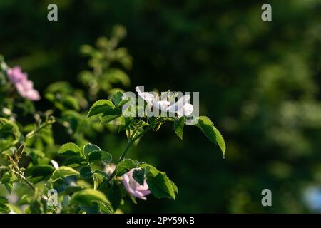 Weiße Blumen mit wilden Rosen, Nahaufnahme. Stockfoto