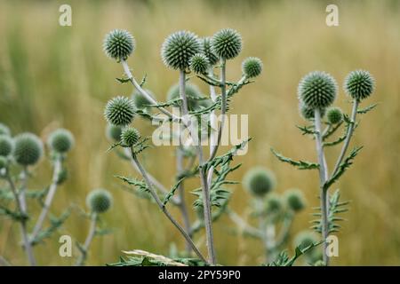 Wildpflanze von Echinops sphaerocephalus, Nahaufnahme. Stockfoto