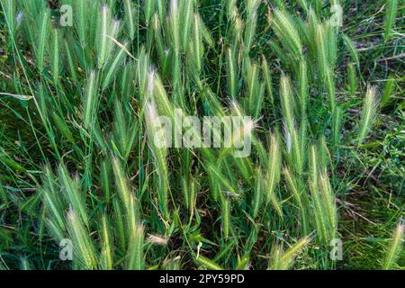 Unkraut - Samen von Hordeum jubatum. Hintergrund. Stockfoto