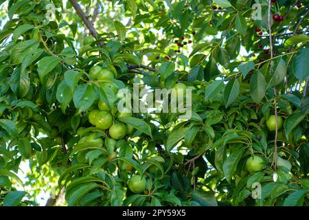 Eine große Menge grüner Pflaumen zwischen den Blättern des Pflaumenbaums Stockfoto