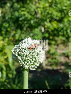 Zwiebelpflanze, die anfängt zu säen, Zwiebelpflanze für Samen, Zwiebelpflanze für Samen im Garten gepflanzt Stockfoto
