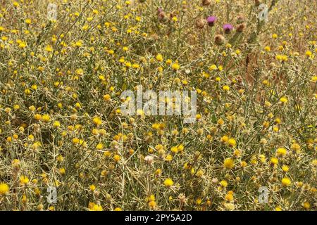 golddorn, Gelbdornpflanze, Scolymus maculatus L. Compositae-Nahaufnahme Stockfoto