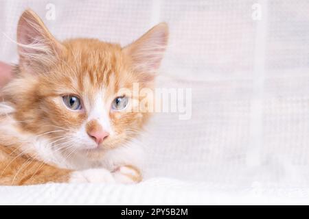 Porträt von prächtiger Orange-Ingwer-flauschiger Longhair-Bastardkatze Katze Pussycat, die zu Hause auf weißer Baumwolle liegt. Stockfoto