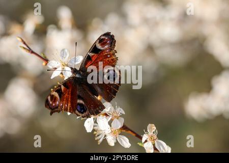 Ein Schmetterling, der Pfauenschmetterling, sitzt auf den Blüten eines Obstbaums. Stockfoto