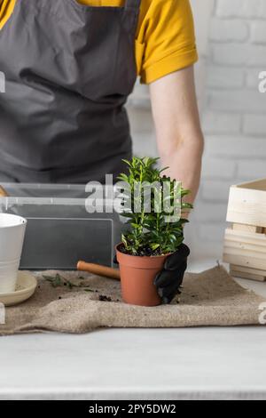 Frühjahrspflege im Nahbereich, Umtopfen von Zimmerpflanzen. Ich wecke Zimmerpflanzen für den Frühling. Das Weibchen pflanzt zu Hause Pflanzen in neuen Topf. Gärtner-Transplantat grüne Pflanze Stockfoto