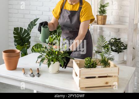 Nahaufnahme Frühjahrspflanzenpflege, Nahaufnahme Hauspflanzen umtopfen. Ich wecke Zimmerpflanzen für den Frühling. Eine Frau mittleren Alters pflanzt zu Hause Pflanzen in einen neuen Topf. Gärtner-Transplantationspflanze Spathiphyllum Stockfoto