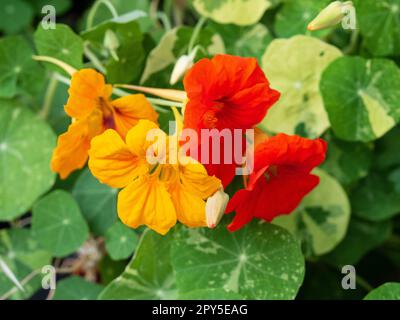 Herrliche helle essbare Blumen, Nasturtien im Garten Stockfoto