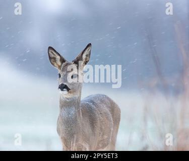 Junger Rogenbuck ohne Geweih im Winter Stockfoto