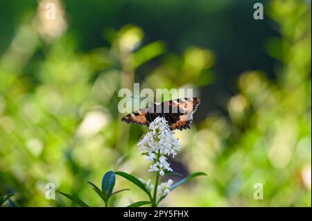 Kleiner Schildkrötenheller Schmetterling auf Pflanzen in der Natur Stockfoto