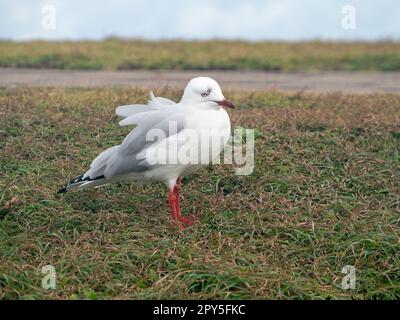 Eine Möwe, die stoisch gegen den Wind steht, geschwungen aussieht, Federn sind gerafft Stockfoto