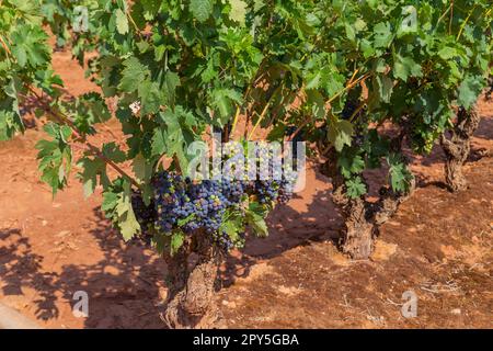 Weinberge in Navarre Stockfoto