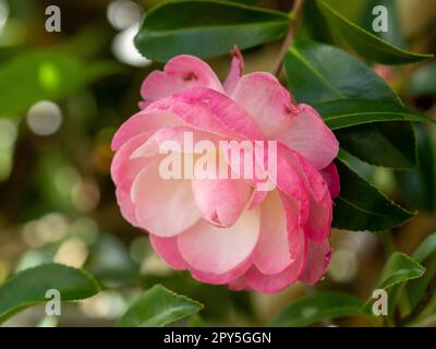 Blumen im Garten, Blütenblüten von Camellia sasanqua Paradise, blassrosa bis dunkelrosa Blütenblätter und grüne Blätter Stockfoto