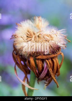 Gerbera Blume ging zum Samen, Tufty Pappus mit ausgetrockneten Samen löst sich und weht im Wind weg, Blütenblätter sind braun und schrumpelt Stockfoto
