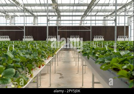 Japanische Erdbeerpflanzung in der Saatschale. Moderne landwirtschaftliche Anbaumethoden in Innenhöfen. Stockfoto