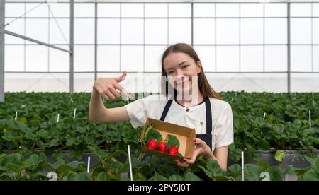 Junge weibliche Touristen mit Schürze zeigen mit dem Finger auf japanische Erdbeeren, die frisch aus dem Garten gepflückt wurden. Duftender, süßer, großer, saftiger, befriedigender Geschmack bei einem Besuch des Bauernhofs. Stockfoto