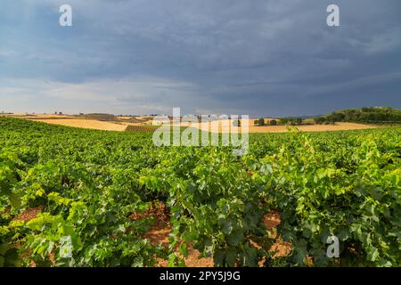 Weinberge in Navarre Stockfoto