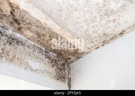 Schimmelpilz an Decke und Wand Stockfoto