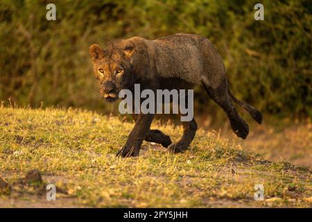 Junger männlicher Löwe läuft voller Schlamm Stockfoto