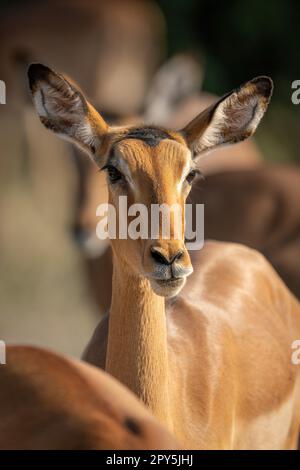 Nahaufnahme der weiblichen Impalalaschichtlinse Stockfoto