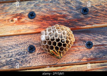 Auf dem Deckel einer Holzkiste haben Wespen ein kleines Nest gebaut. Stockfoto