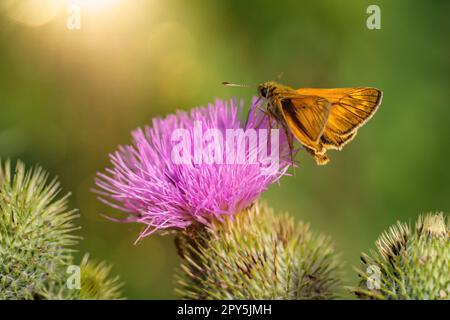 Ein schwarzer Kolobusbrauner Stierkopf-Schmetterling (Thymelicus lineola) auf einer Marmelistin. Stockfoto