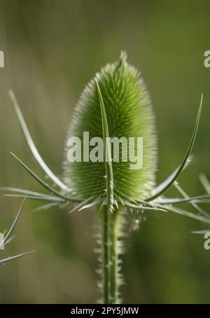 Die Blume des wilden Kardons ( Dipsacus fullonum) auf einer Wiese. Stockfoto