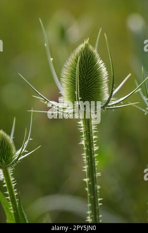 Die Blume des wilden Kardons ( Dipsacus fullonum) auf einer Wiese. Stockfoto