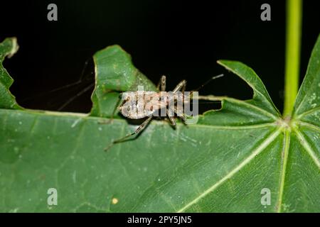 Ein Langhornbuschräudiger Himacerus apterus auf einer Pflanze. Stockfoto