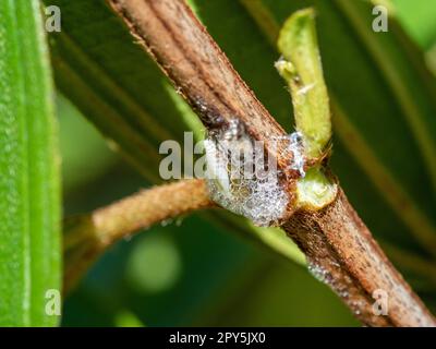 Schaumblasen der Spuckkäfer-Nymphe auf einer Tibouchina-Pflanze Stockfoto