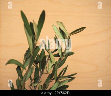 Palmsonntags-Olivenzweig Stockfoto