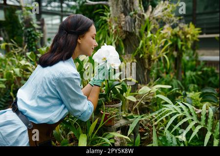 Gärtnerblütenduftender Orchideenblütenduft im Gewächshaus Stockfoto