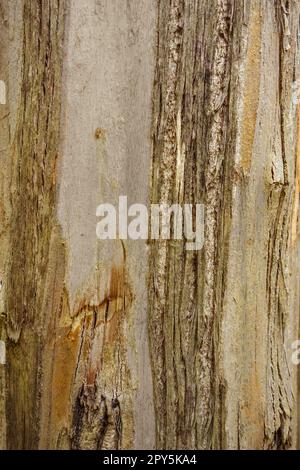 Eukalyptusholztextur Stockfoto