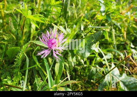 Wiesenmaisblume Centaurea jacea ist eine Ackerpflanze, eine Art der Gattung Cornflower der Familie Asteraceae oder Asteraceae. Wächst auf Wiesen und Waldkanten. Violette, elegante Blume. Karelien Stockfoto