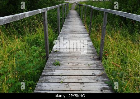 Eine alte hölzerne Hängebrücke über einem sumpfigen Graben mit hohem grünen Gras. Weg ins Nirgendwo. Ein verlassener Ort. Wandern in der Natur. Zwei lange Handläufe für mehr Sicherheit. Station Nyrki, Karelien. Bewölkter Abend. Stockfoto