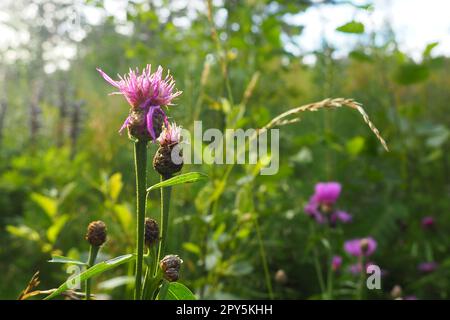 Wiesenmaisblume Centaurea jacea ist eine Ackerpflanze, eine Art der Gattung Cornflower der Familie Asteraceae oder Asteraceae. Wächst auf Wiesen und Waldkanten. Violette, elegante Blume. Karelien Stockfoto