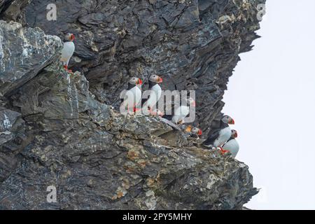 Puffin-Kolonie hoch oben auf einer Klippe Stockfoto