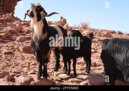 Ziegen beobachten die Menschen in der Nähe des Klosters, ad Deir, Jordanien Stockfoto