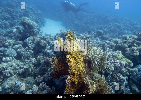 Einzeltaucher mit der Ausrüstung über farbenfrohe Korallenriffe auf dem Grund des tropischen Meeres in großer Tiefe, Unterwasserlandschaft Stockfoto