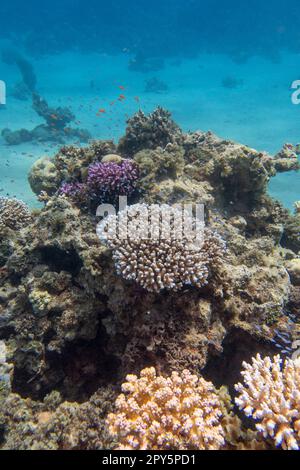 Farbenprächtiges, malerisches Korallenriff am Boden des tropischen Meeres, Hartkorallen und exotische Fische, Unterwasserlandschaft Stockfoto