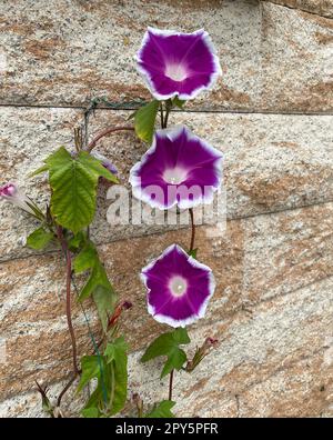 Dreifarbig Morgengloria, Ipomoea, dreifarbig Stockfoto