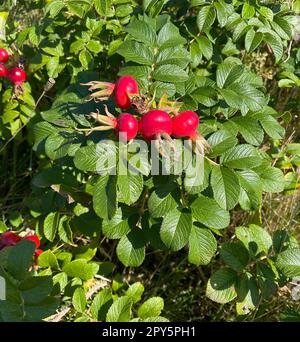 Apfelrose, Rosa rugosa Stockfoto