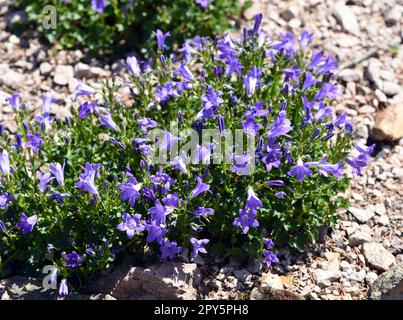 Dalmatinische Glockenblume, Campanula, Portenschlagiana Stockfoto