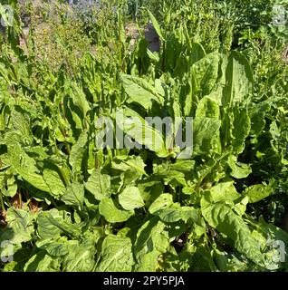 Sorrel, Rumex acetosa Stockfoto
