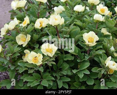 Pfingstrosen, Paeonia mlokosewitschii Stockfoto